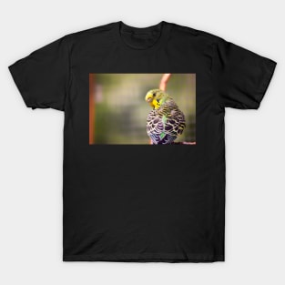 Budgerigar T-Shirt